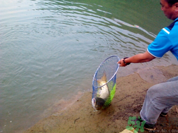 秋天夜釣草魚用什么餌料？秋季夜釣草魚餌料配方
