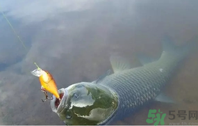 秋天夜釣草魚用什么餌料？秋季夜釣草魚餌料配方
