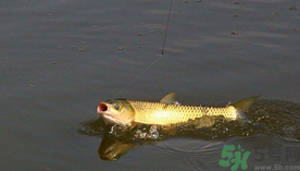 秋天夜釣草魚用什么餌料？秋季夜釣草魚餌料配方