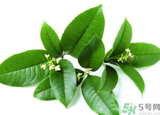 新鮮桂花怎么處理？新鮮桂花怎么保存？