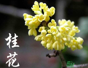 剛摘的桂花怎么處理？桂花摘下來怎么處理？