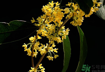 剛摘的桂花怎么處理？桂花摘下來怎么處理？