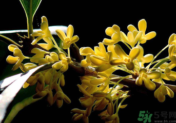 剛摘的桂花怎么處理？桂花摘下來怎么處理？