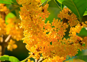 剛摘的桂花怎么清洗？新鮮桂花怎么清洗？
