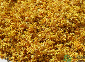  桂花多少錢一斤？桂花多少錢一兩？