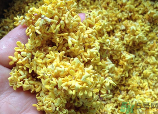 新鮮桂花怎么吃？新鮮桂花的食用方法