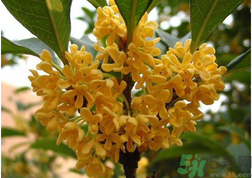 新鮮桂花怎么吃？新鮮桂花的食用方法