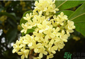 新鮮桂花怎么吃？新鮮桂花的食用方法