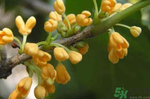 剛摘的桂花能吃嗎？剛摘的桂花可以吃嗎？