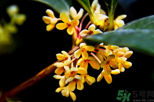 剛摘的桂花能吃嗎？剛摘的桂花可以吃嗎？