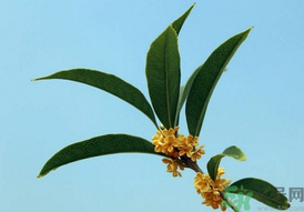 桂花可以做什么？新鮮桂花可以做什么？