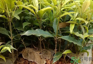 桂花可以做什么？新鮮桂花可以做什么？