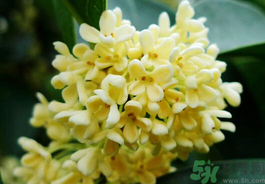 剛摘的桂花有蟲怎么辦？干桂花長蟲怎么辦？