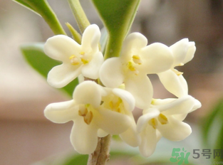 新鮮桂花怎么做干桂花？剛摘的桂花怎么處理成干桂花？