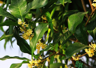 桂花什么時(shí)候采摘最好？桂花怎么采摘？