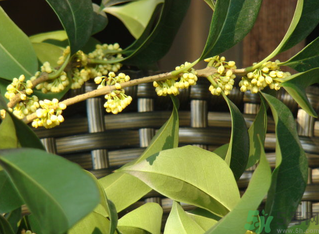 桂花什么時(shí)候采摘最好？桂花怎么采摘？