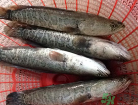 黑魚死了還能吃嗎？死黑魚能吃嗎？