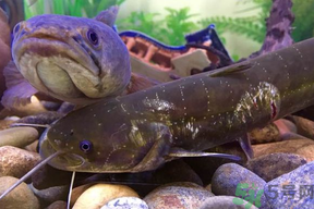 黑魚死了還能吃嗎？死黑魚能吃嗎？