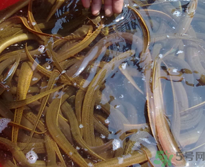 野生黃鱔有寄生蟲嗎？野生黃鱔怎么去寄生蟲？