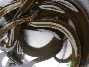 野生黃鱔有寄生蟲嗎？野生黃鱔怎么去寄生蟲？