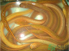 黃鱔泡酒喝能戒酒嗎？活黃鱔泡酒能戒酒嗎？