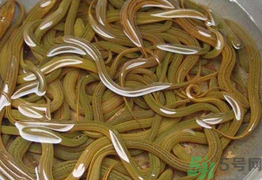 黃鱔泡酒喝能戒酒嗎？活黃鱔泡酒能戒酒嗎？