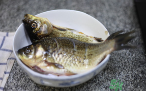鯽魚死了還能吃嗎？死鯽魚能吃嗎？