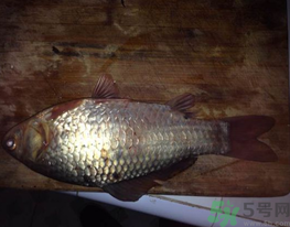 鯽魚死了還能吃嗎？死鯽魚能吃嗎？
