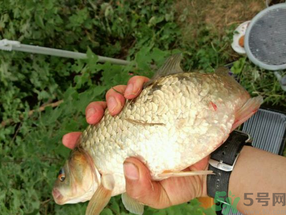 鯽魚死了多久不能吃？剛死的鯽魚能吃嗎？
