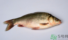 鯽魚死了多久不能吃？剛死的鯽魚能吃嗎？