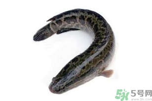 黑魚怎么洗掉身上的粘液？黑魚怎么洗才干凈？