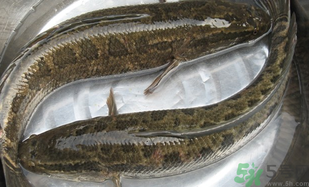 黑魚怎么洗掉身上的粘液？黑魚怎么洗才干凈？