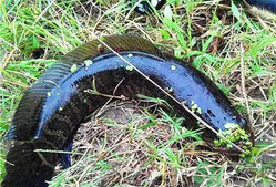 黑魚(yú)怎么釣？釣黑魚(yú)技巧