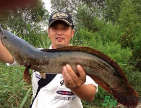 釣黑魚用什么餌？釣黑魚用什么餌最好？