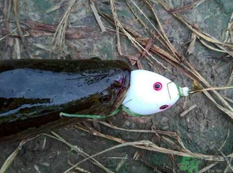 釣黑魚用什么餌？釣黑魚用什么餌最好？