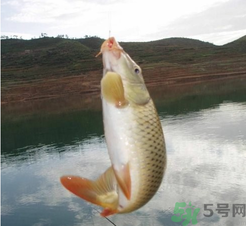 夜釣鯉魚用什么餌料？秋天夜釣鯉魚用什么餌料？