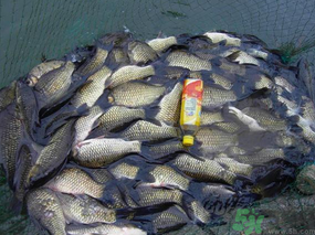 秋天夜釣鯽魚(yú)用什么餌料？秋天夜釣鯽魚(yú)餌料配方