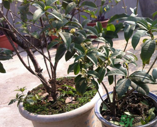 桂花可以做什么？新鮮桂花可以做什么？