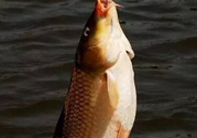 夜釣鯉魚用什么餌料？秋天夜釣鯉魚用什么餌料？