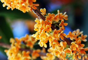 桂花一年開幾次花？桂花是幾月份開花？