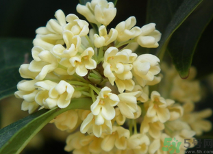 桂花是秋天開的嗎？秋天開的花有哪些？