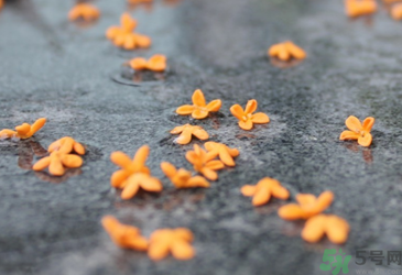 桂花是秋天開的嗎？秋天開的花有哪些？