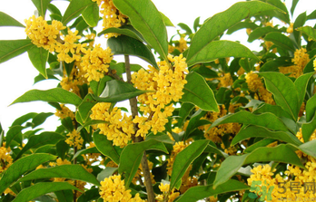 桂花是秋天開的嗎？秋天開的花有哪些？