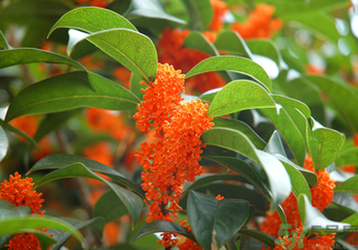 桂花是什么顏色？桂花有幾種顏色？