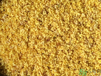 桂花可以做枕頭嗎？桂花做枕頭有什么功效？