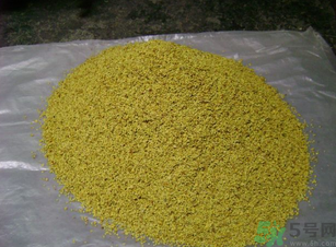 桂花可以做枕頭嗎？桂花做枕頭有什么功效？