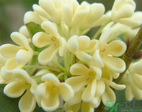 桂花怎么做香水？新鮮桂花怎么做香水？