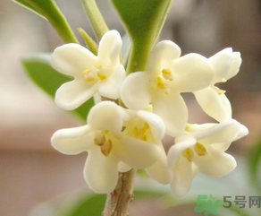 桂花怎么做香水？新鮮桂花怎么做香水？