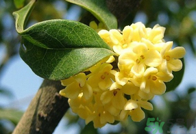 桂花不開(kāi)花是什么原因？桂花不開(kāi)花怎么辦？