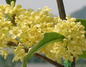 桂花不開(kāi)花是什么原因？桂花不開(kāi)花怎么辦？
